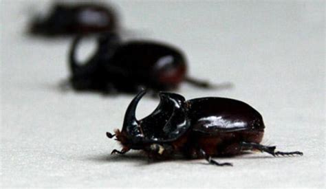 Rüyada Büyük Böcek Görmek Nedir? Siyah Ve Büyük Böcekler .